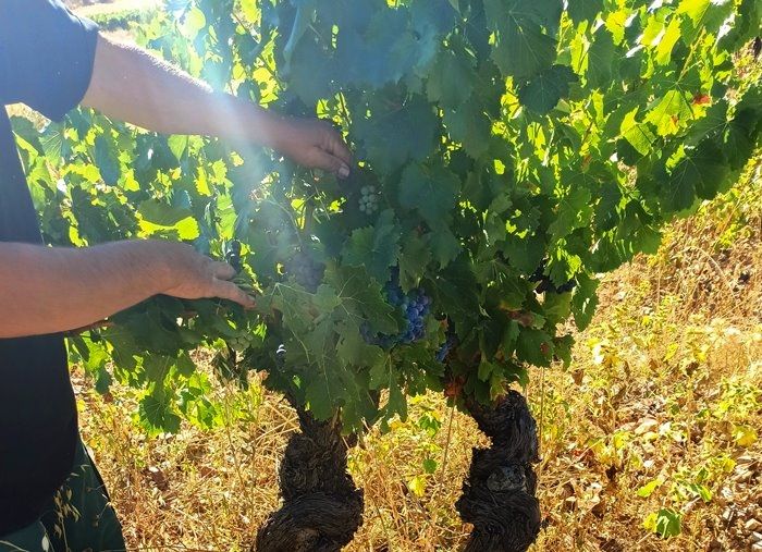 La vendimia más temprana en 150 años de tradición