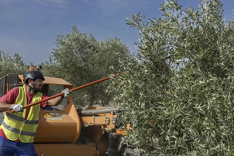 España producirá sólo un 15% más de aceite de oliva en la nueva campaña con los precios disparados