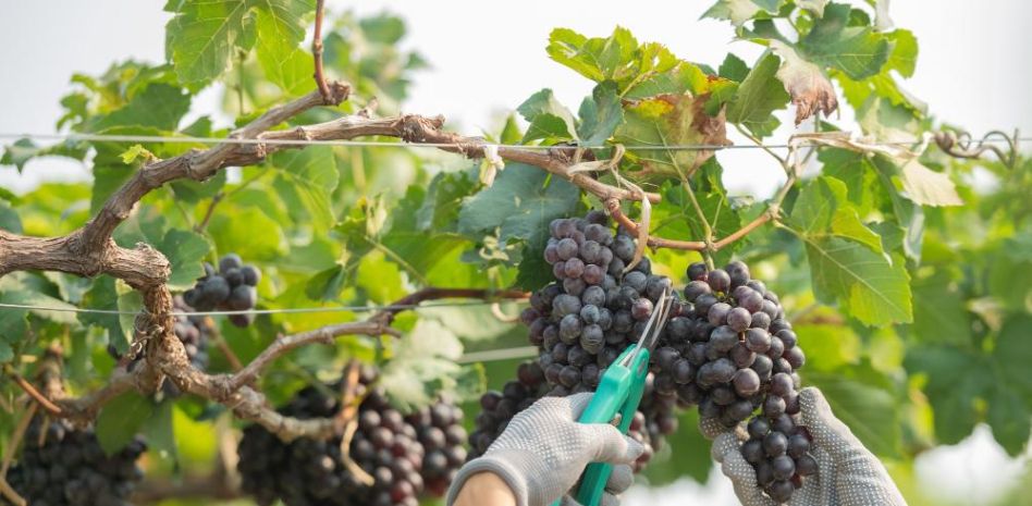 La sequía reducirá un 15% la producción de vino esta campaña