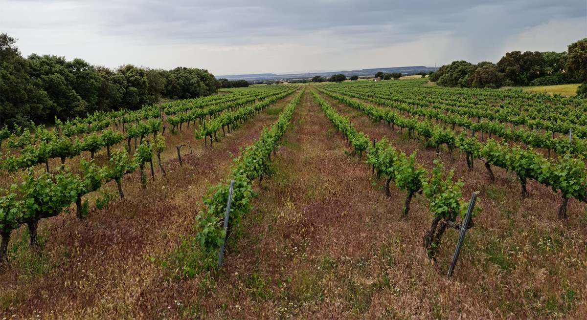 Bodega Conzieto se lanza a la conquista de los mercados internacionales con sus vinos del Somontano