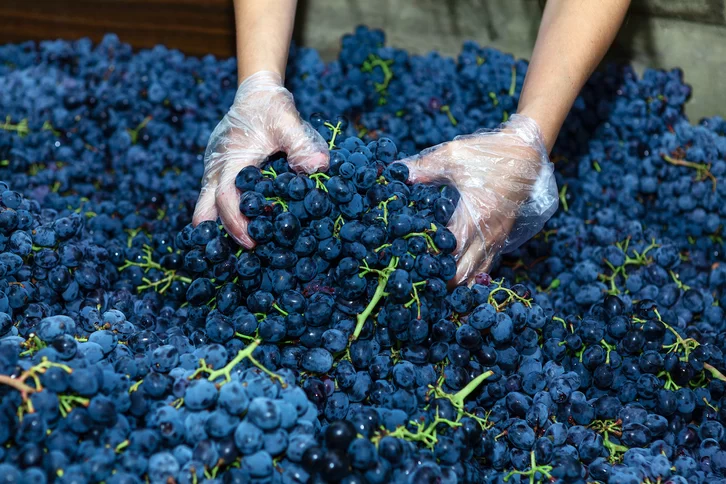 «Tufo del vino», el riesgo letal que ha vuelto a llevar el drama a Rioja alavesa