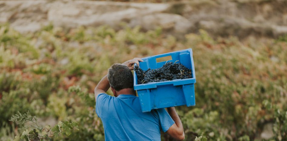 La producción mundial de vino este año será la más baja desde 1961