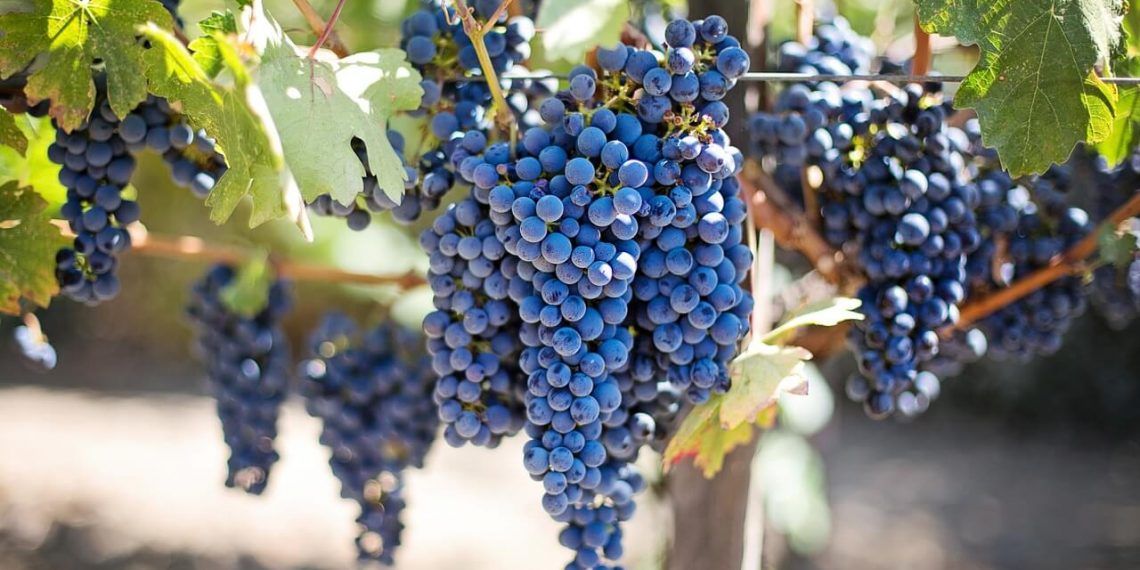 El vino español triunfa en Estados Unidos mientras espera con incertidumbre los aranceles de Trump