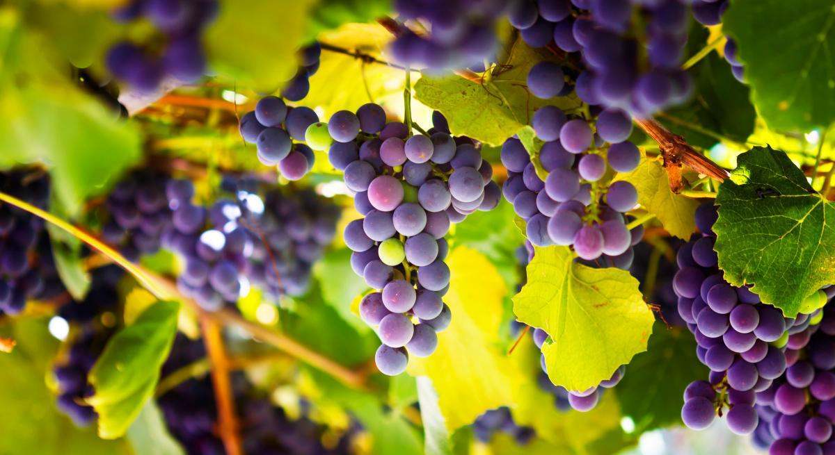 Triunfo absoluto de Rioja en el prestigioso ranking de James Suckling, con 4 vinos de la D.O.Ca. en el TOP 5 y 33 en su TOP 100