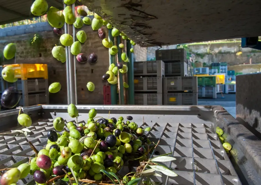 20 millones de euros para la mejora de la eficiencia de las agroindustrias olivareras