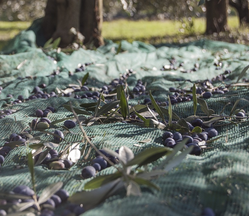 Los precios en origen del aceite cierran 2023 en máximos históricos