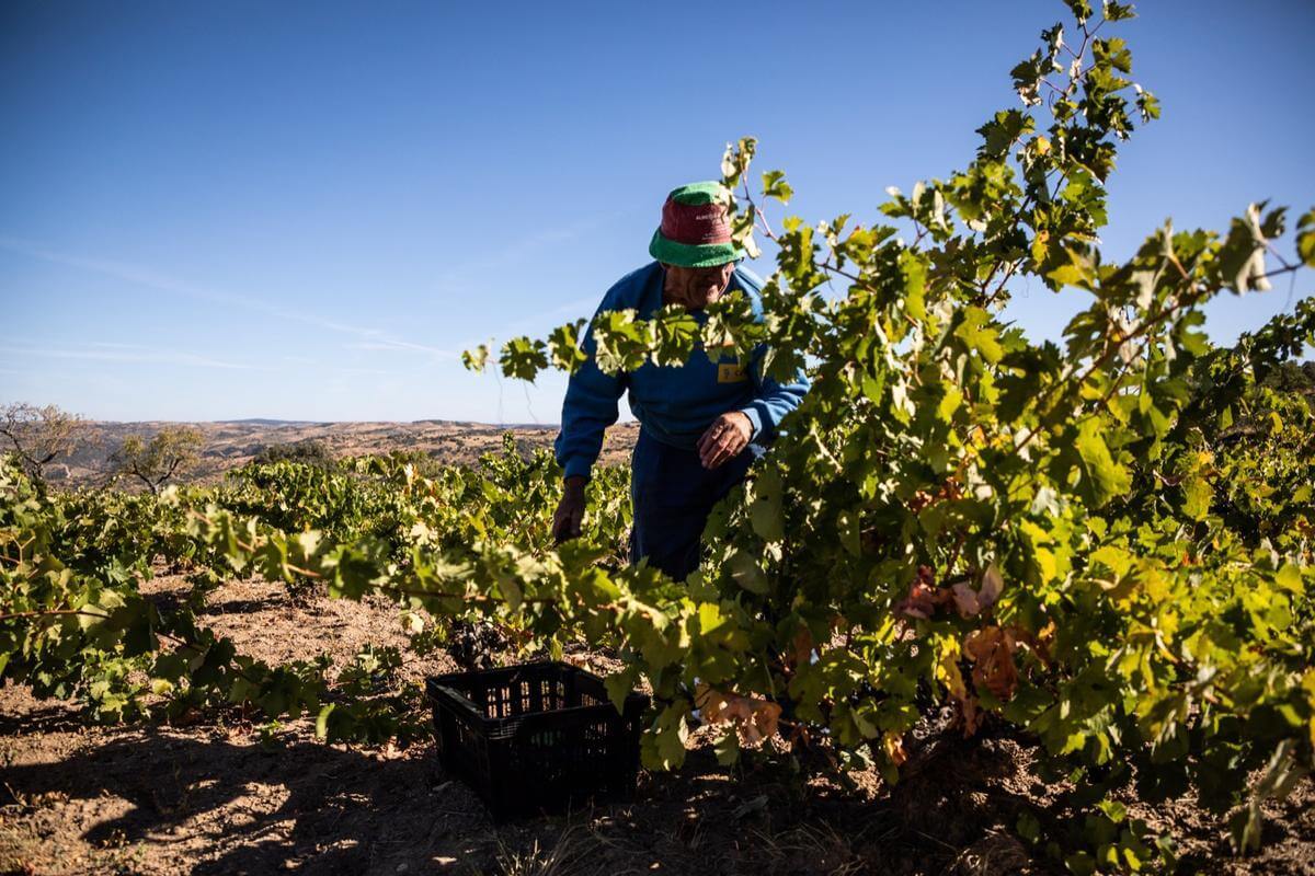 Los viticultores, al límite: viñedos raquíticos que ahogan el vino