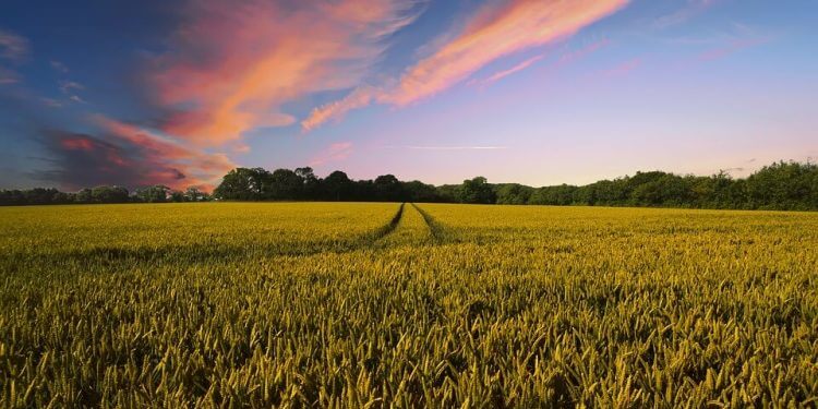 España, líder en Europa en proyectos de innovación en el sector agroalimentario 