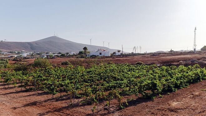 Canary Wine cierra 2023 con más de un millón de botellas de vino comercializadas
