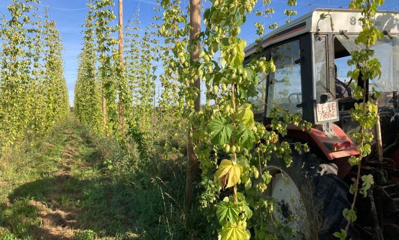 Lúpulo (ecológico) y cerveza artesana. ¿Cambiará algo en 2024? por Santiago Santos