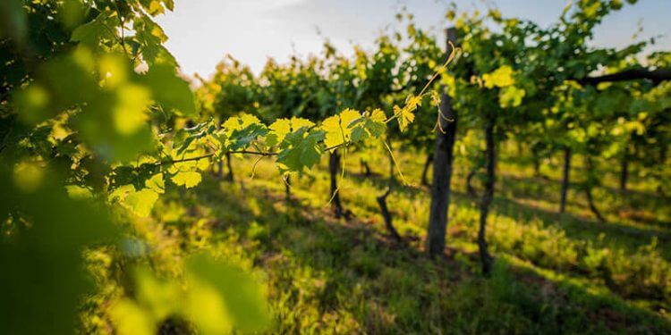 La superficie de viñedo ecológico crece un 33% en España en cuatro años