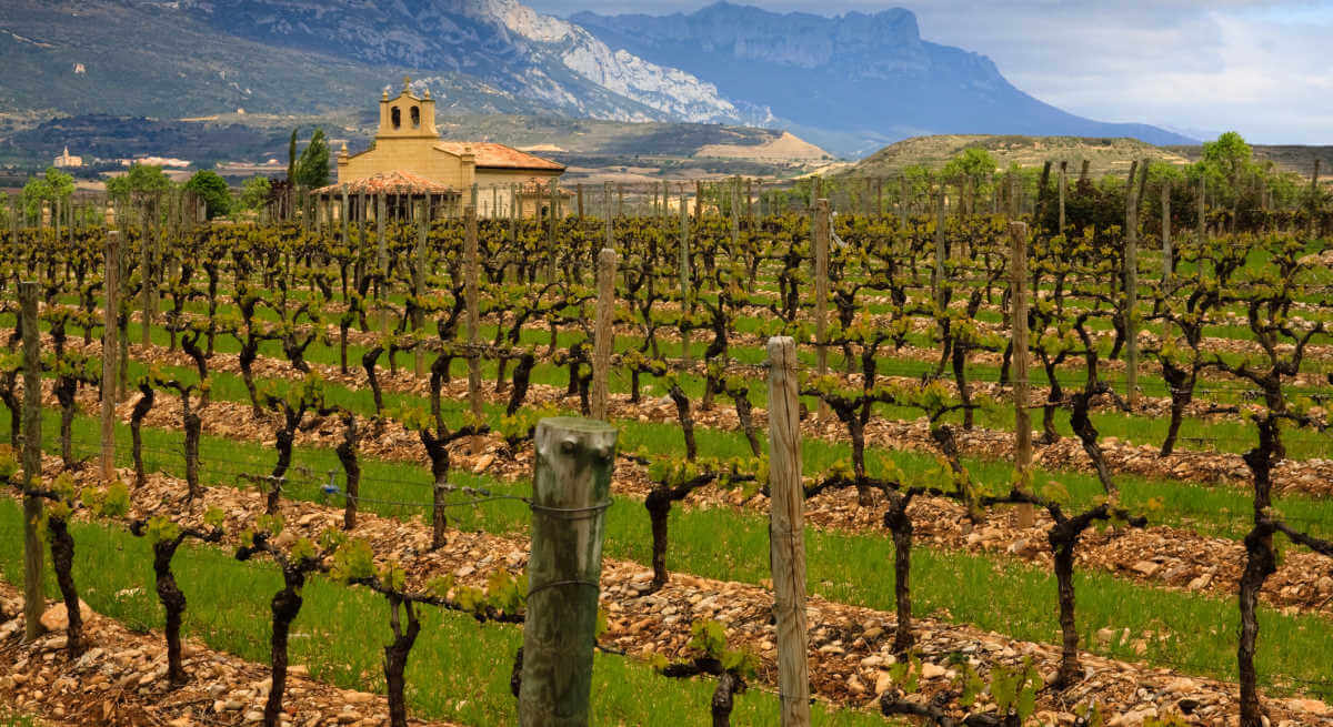 El cambio climático amenaza a los mejores vinos españoles: más alcohol y diferente color y sabor