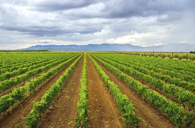 El sector español del vino apunta a México y al Mercosur como ‘plan b’ si Trump le sube los aranceles