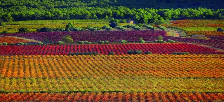Un estudio francés alerta sobre la imposibilidad de producir vino en buena parte de España a finales de este siglo por el cambio climático