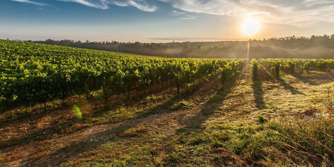 Bruselas incorpora el vino Rosalejo al Registro de Denominaciones de Origen Protegidas