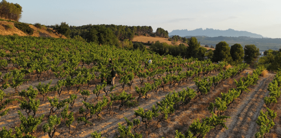 El Cava busca cómo compensar la carencia de 60 millones de botellas por la sequía