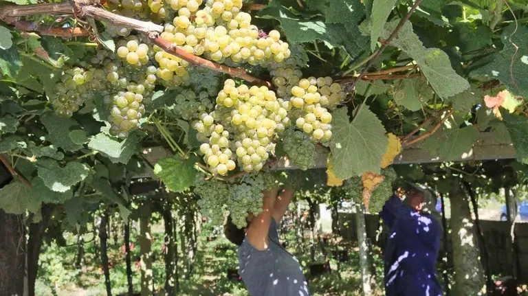 La moda del vino blanco pone en jaque a grandes regiones de tinto