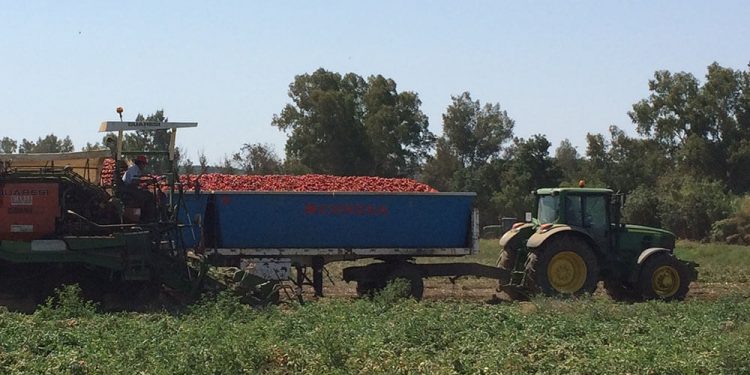 Sostenibilidad, precios e innovación, los retos económicos del sector agroalimentario en España, según Funcas