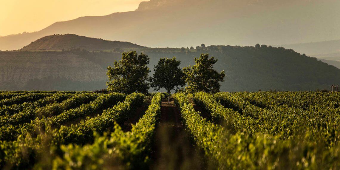 Rioja muestra la diversidad de sus vinos blancos a cerca de 1.000 profesionales