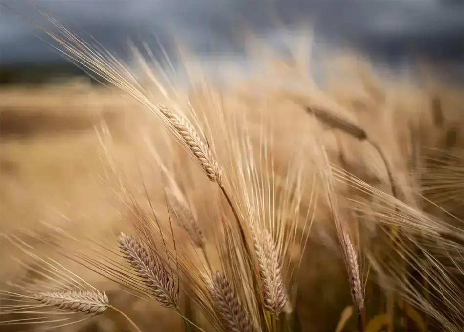 El calentamiento global y el aumento de las temperaturas provocarán un incremento del precio de los alimentos