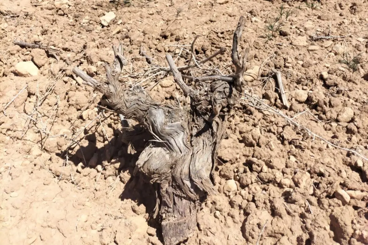 El sector del vino alicantino, preocupado por una campaña afectada por la «sequía extrema»