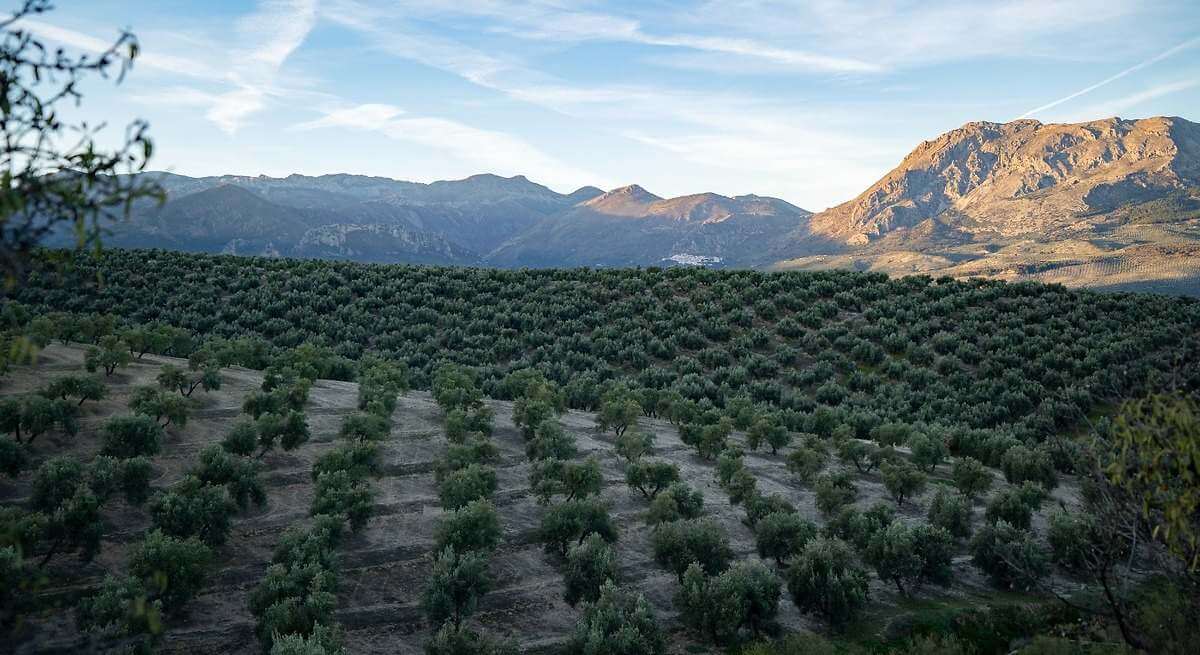 El precio del aceite: ¿resistirá el olivar menos productivo cuando se pague otra vez a 2 euros?
