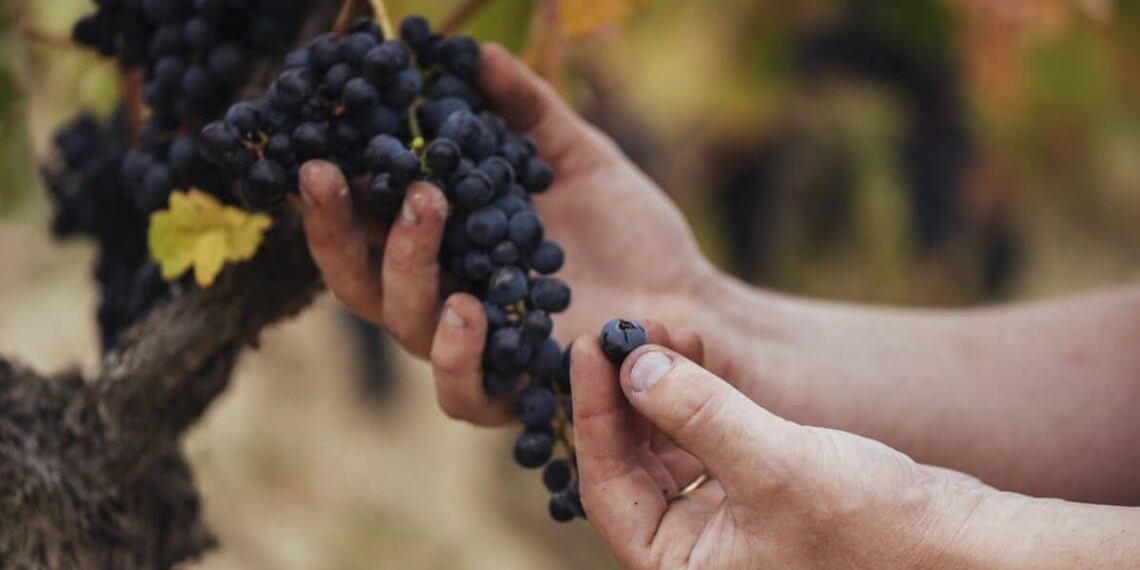El Consejo Regulador de la DOCa Rioja califica como muy buena la cosecha de 2023