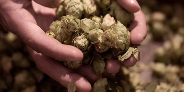 Ambar impulsa el cultivo de lúpulo en Aragón