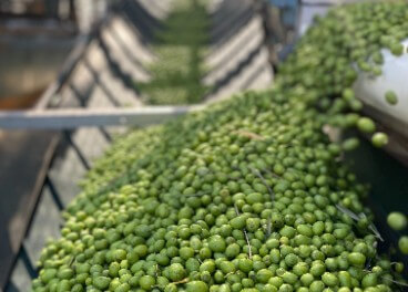 La producción mundial de aceite de oliva volverá a su media histórica