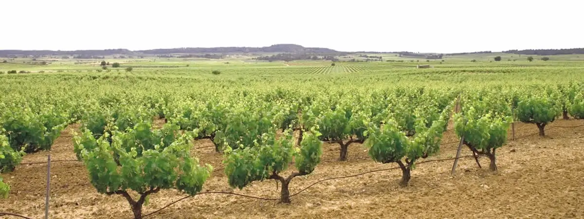 El Gobierno aprueba una modificación temporal en la DO Cava para enfrentar la sequía