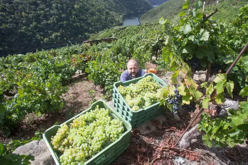 España alcanzará una vendimia de 39,7 millones de hectolitros según las estimaciones de las cooperativas, un 20% más