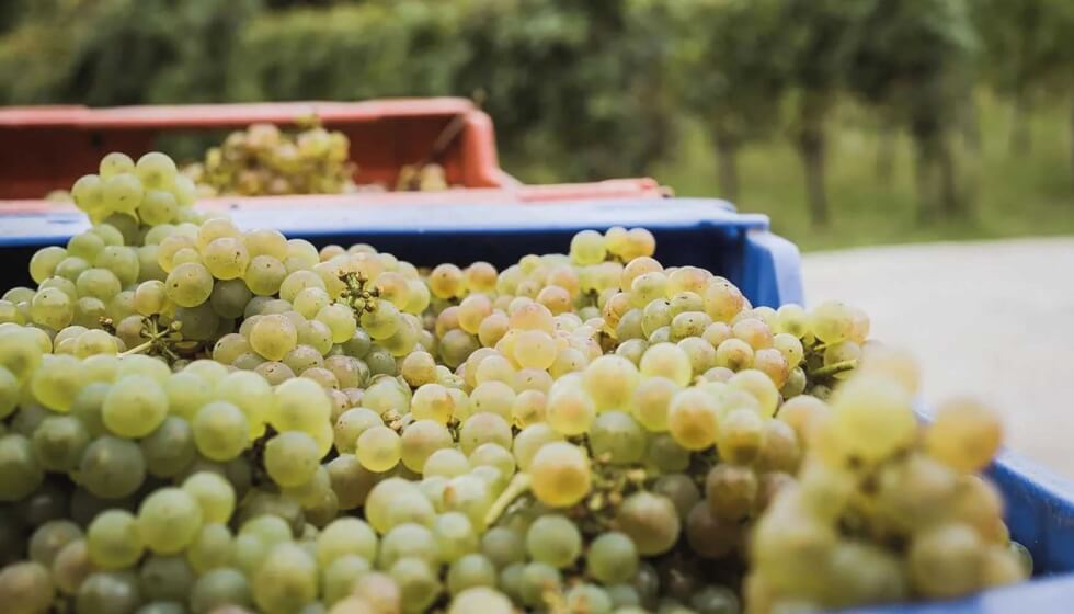 España solicita a la CE registrar el término ‘Txakoli’ y usar otras uvas para elaborarlo