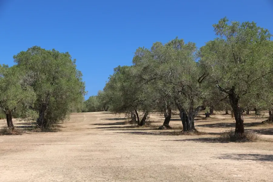 La sequía amenaza al olivar en Cataluña