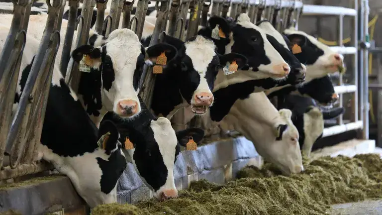 Lactalis anuncia la formalización de contratos a ocho meses para dar estabilidad al sector lácteo