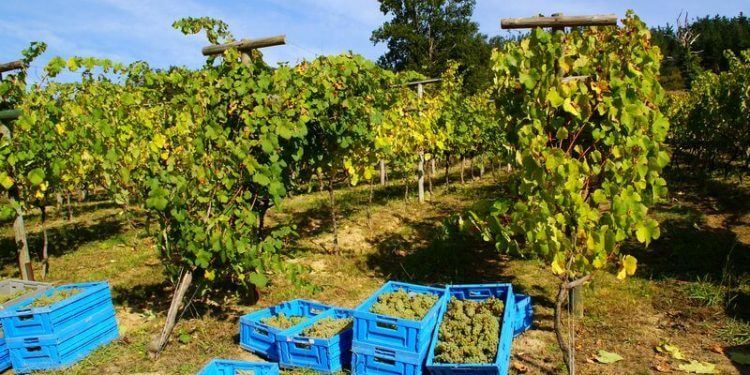 Estiman una vendimia de 39,7 millones de hectolitros, un 20% más que en 2023