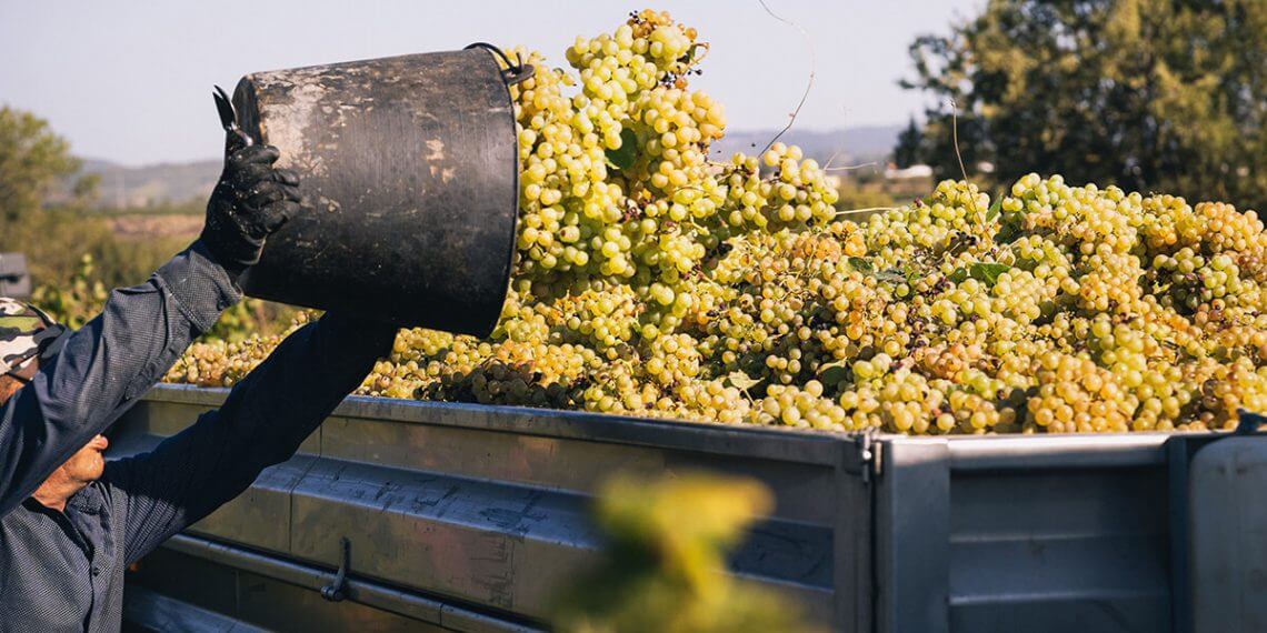 La DO Cava estima que habrá una vendimia con buenas previsiones de calidad