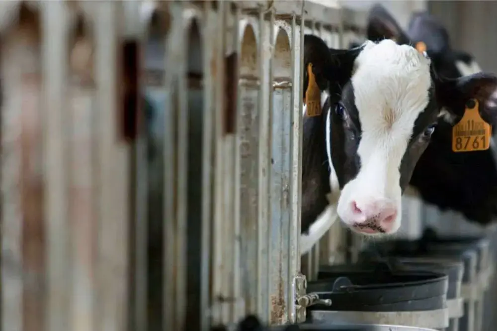 La industria vuelve a recortar el precio de la leche en el campo e indigna a los sindicatos agrarios