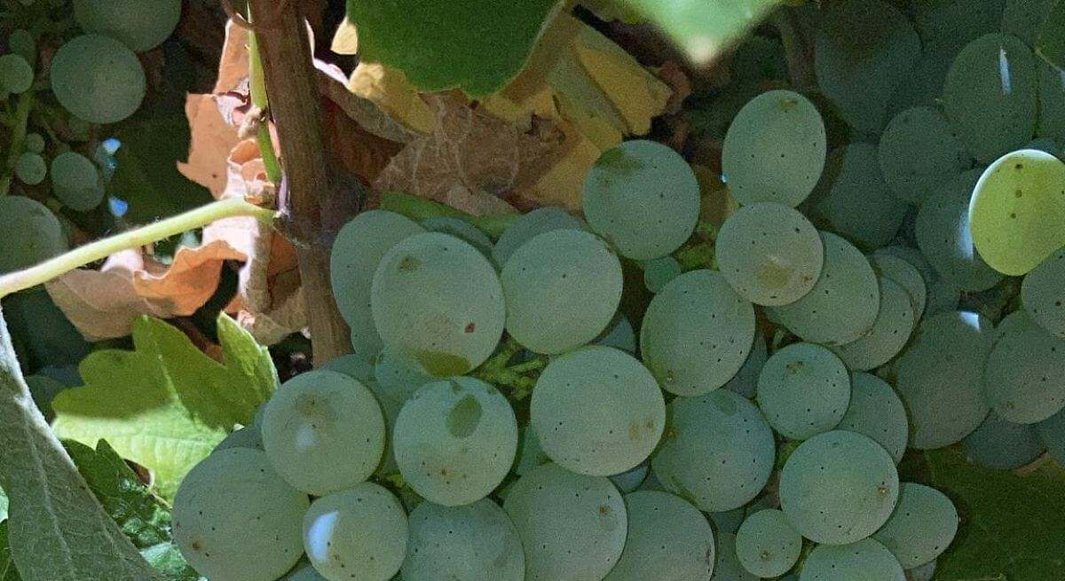 Godello, así es la uva de moda que enfrenta a Rueda y el Bierzo