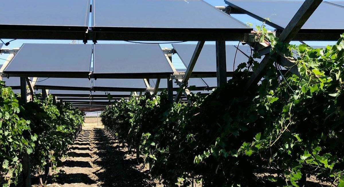 El futuro de los viñedos pasa por las placas solares: el inesperado descubrimiento que mejora la calidad del vino