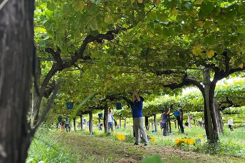 Rías Baixas, en plena vendimia, ya ha recogido más de 30 millones de kilos de uva