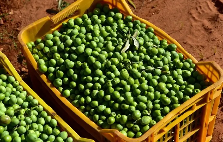 La sequía y la vecería marcan la producción de aceituna de mesa en la campaña 2024/2025