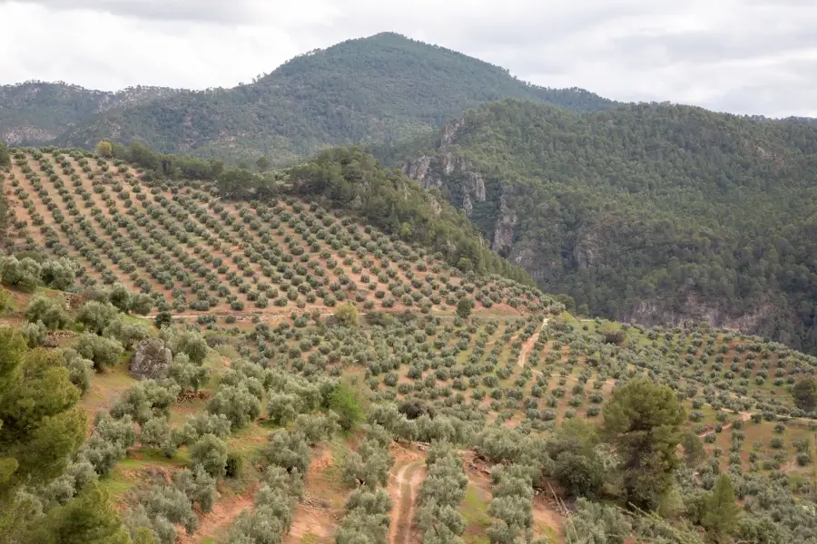 La DO Sierra de Segura prevé recuperar su producción histórica tras dos años difíciles