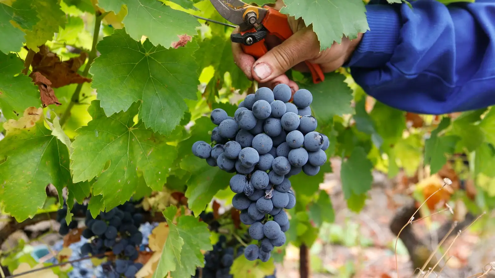 España nada en vino tinto: «Nos sobra por todos los lados»