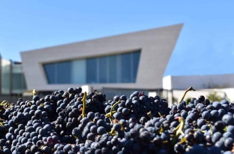 Cariñena quiere ser Ciudad Europea del Vino 2025