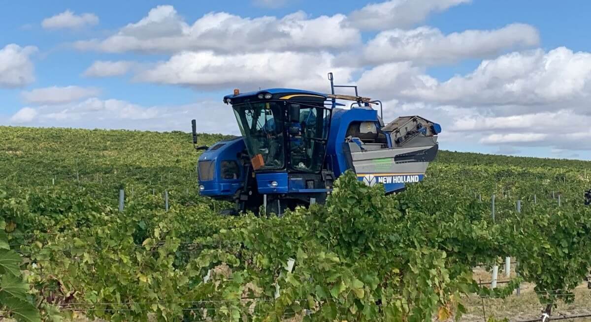 Grupo Pistacyl amplía su producción de vino de la DO Rueda con la incorporación de la variedad Sauvignon Blanc