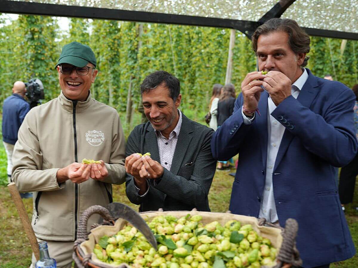 Todo por el lúpulo: Galicia resucita el ‘oro verde’ que ‘amarga’ la cerveza