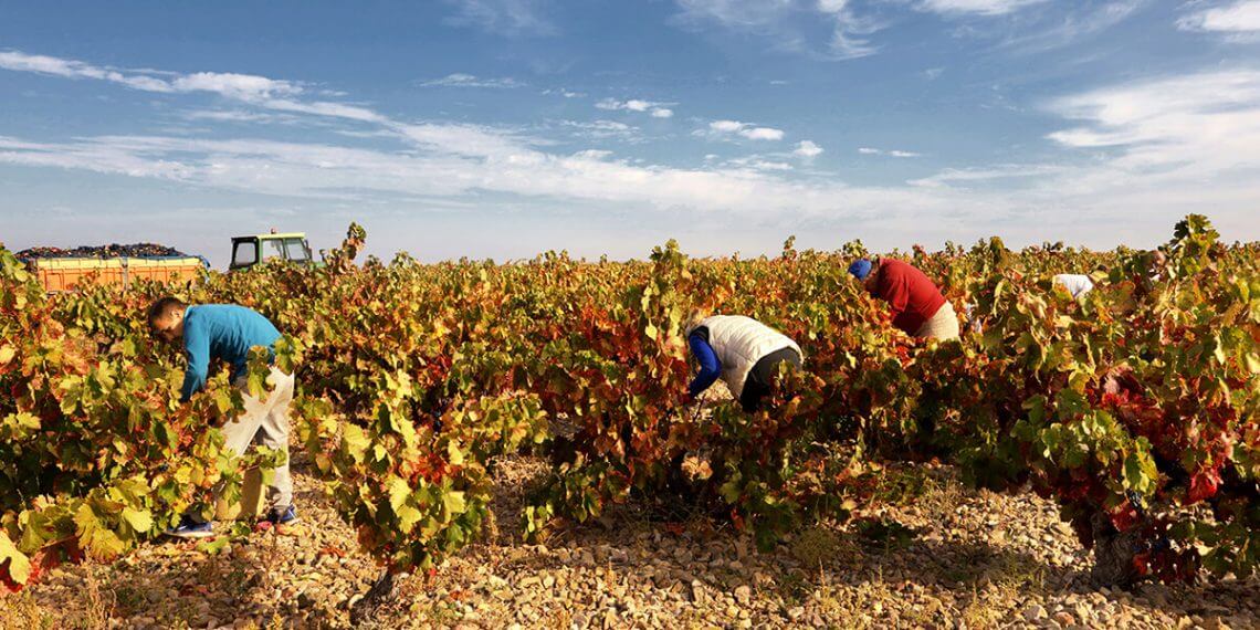 La DO Cariñena prevé una vendimia un 3,3% superior a la de 2023