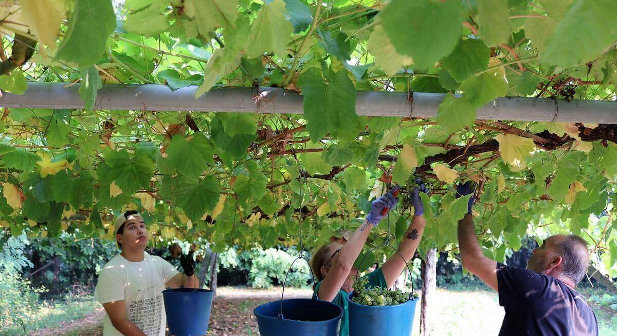 La D.O Rías Baixas cierra la vendimia con más de 42 millones de kilos de uva recogidos de gran calidad
