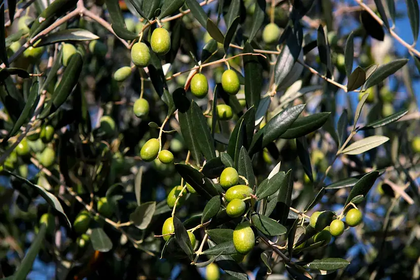 La cuna del aceite de oliva lucha por el futuro de la industria