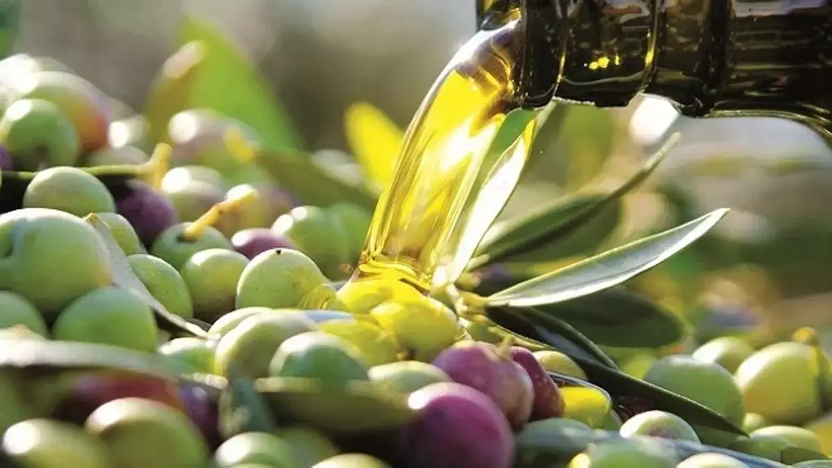 La UE prevé un aumento del suministro de aceite de oliva a medida que la cosecha española se recupere de la sequía